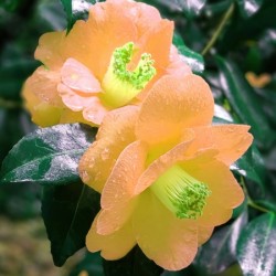 CREAMSiCLE CELERY POWER