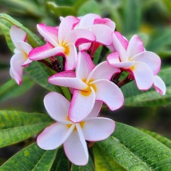 YOUNG N COLORFUL BUDS