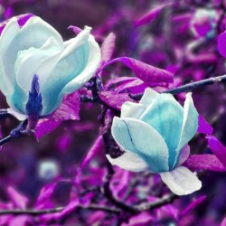 YOU CAN ALMOST TASTE THEM