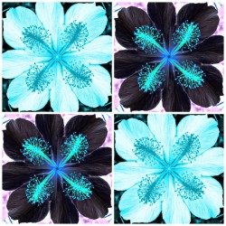 blak n blu hi bis kus