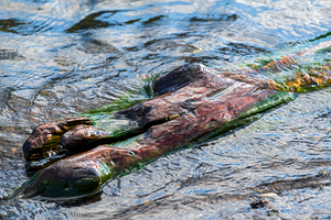 Wet logs floating in a lake