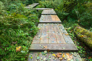 Path through the woods with autumn foliage
