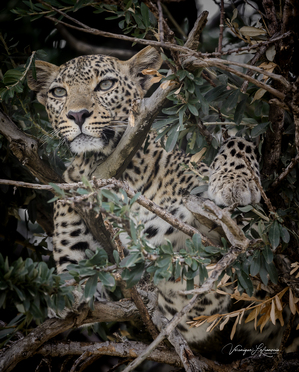 Camouflage by Veronique Lefrancois