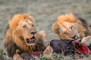 Succulent Buffle au Déjeuner