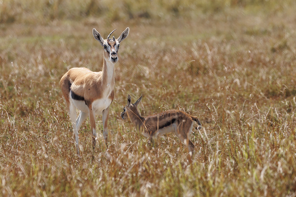 Gazelles