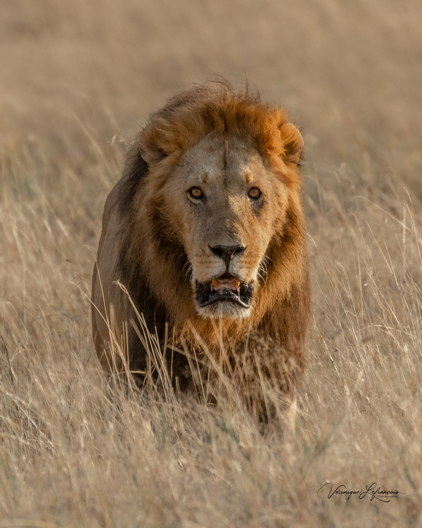 Couleur de feu Digital Download