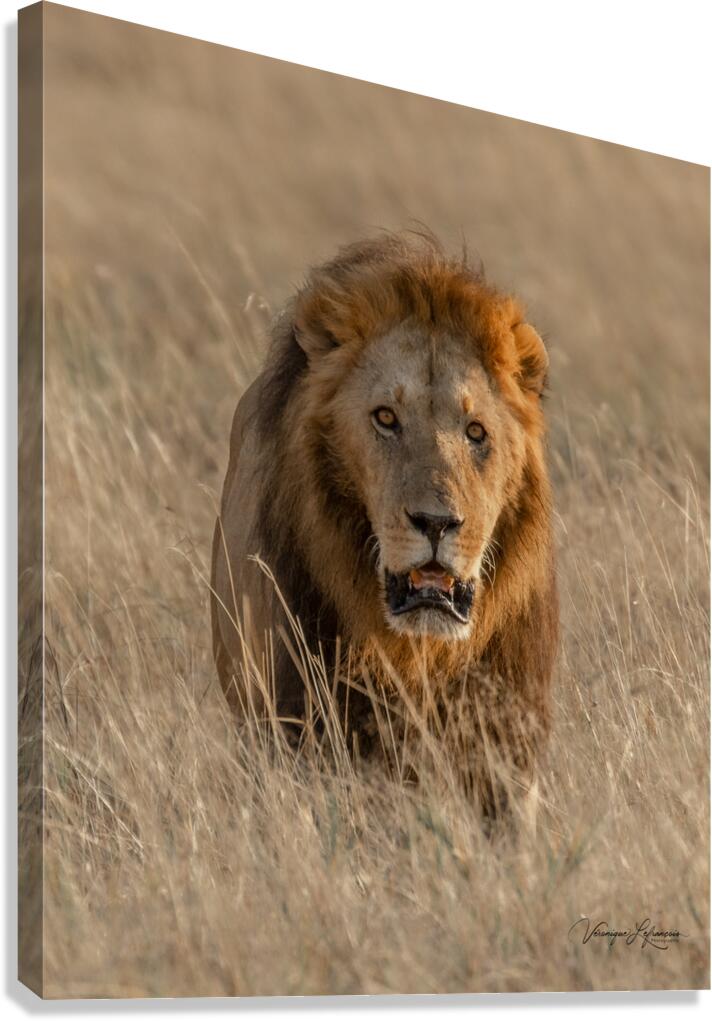 Couleur de feu Canvas Print