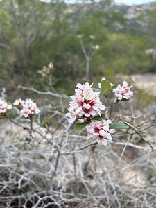 Resilience in Bloom A Pink Flower on Withered Branches