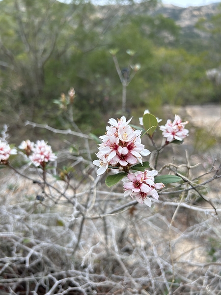 Resilience in Bloom A Pink Flower on Withered Branches Print