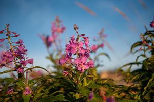 01092020 tirage isadora photo voyage côte nord  1678551943.8116