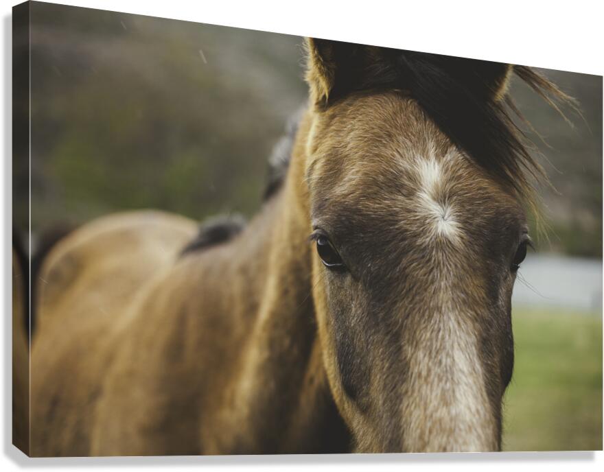Watcher Canvas Print