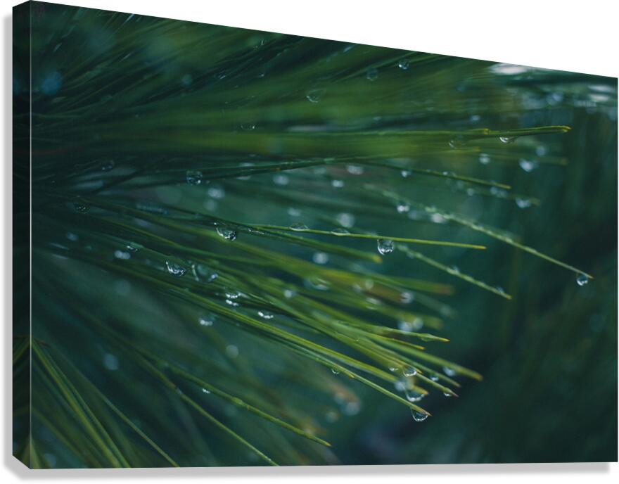 Drops Canvas Print