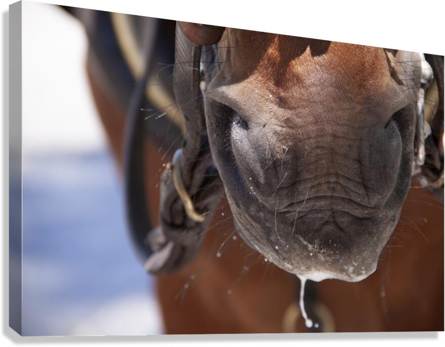 Froth Canvas Print