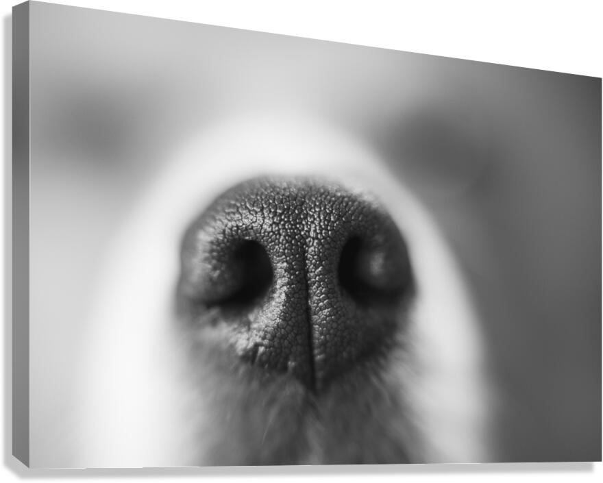 Sniff Canvas Print