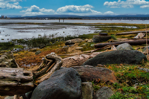 Morning At Filberg Park