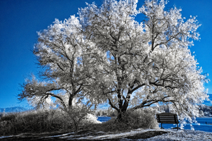 Courtenay River Estuary Infrared