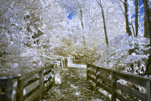 The White Path