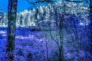A Peek Through The Forest