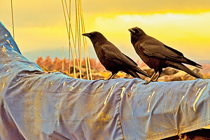 Winged Sailors