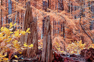 Cycle Of Growth and Decay