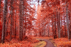 Forest Path
