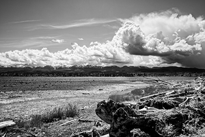 Driftwood Along The Shore