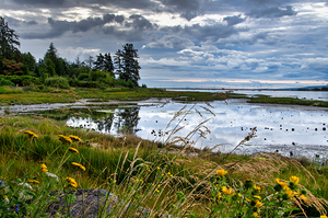 View of Comox Harbour From Filberg Park