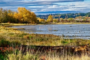 Morning On The Courtenay River Estuary