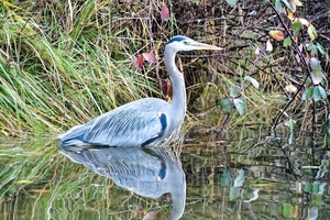 Great Blue Heron