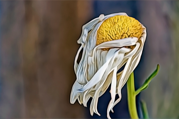 Past Its Prime Print