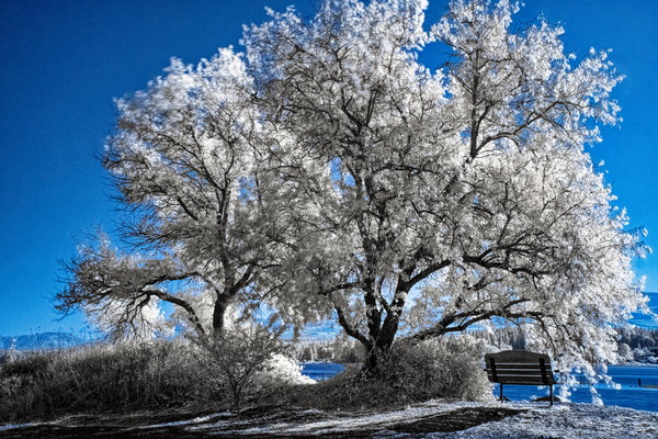 Courtenay River Estuary Infrared Print