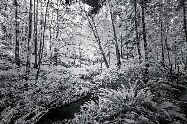 Brooklyn Creek  Print