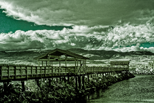 Comox Pier In Infrared Print