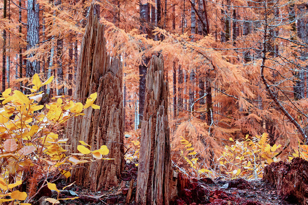 Cycle Of Growth and Decay Print
