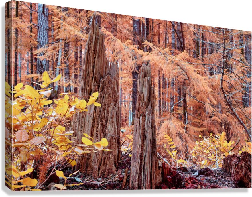 Cycle Of Growth and Decay Canvas Print