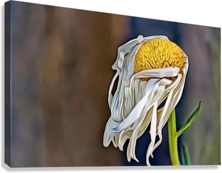 Past Its Prime Canvas Print