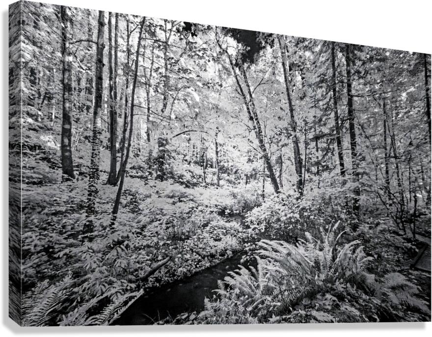 Brooklyn Creek  Canvas Print