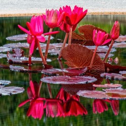 Water Lilies