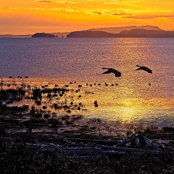 The Courtenay Estuary At Dawn