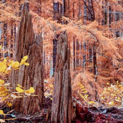 Cycle Of Growth and Decay