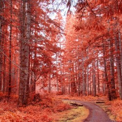 Forest Path