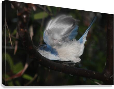 Scrub Jay Drinking Raindrop Canvas Print