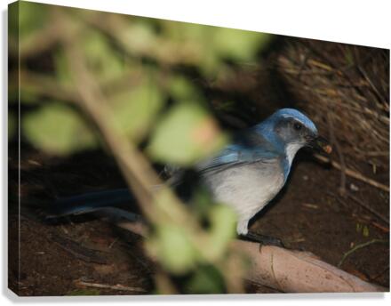 Scrub Jay 2 Canvas Print
