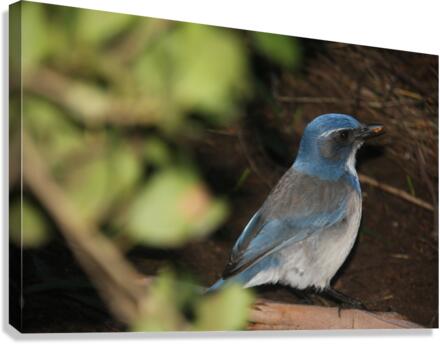 Scrub Jay 3 Canvas Print