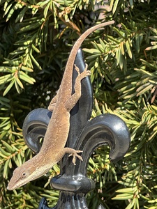 Green Anole Garden Lizard
