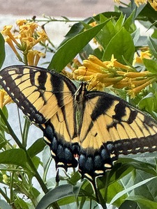 Eastern Tiger Swallowtail 