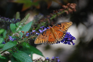 Gulf Fritillary Butterfly