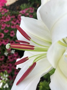 White Lily