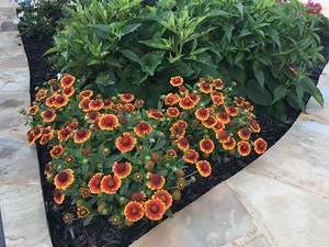 Blanket Flower