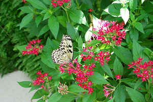 Idea Leuconoe Paper Kite I